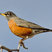 American Robin